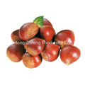 Nueva cosecha china Fresh Chestnut